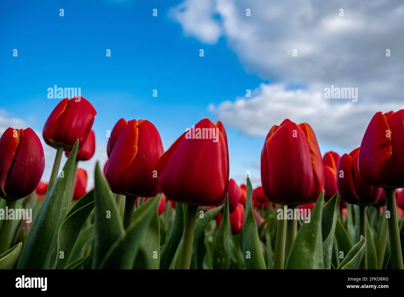 Aerial view of bulb-fields in springtime, colorful tulip fields in the ...