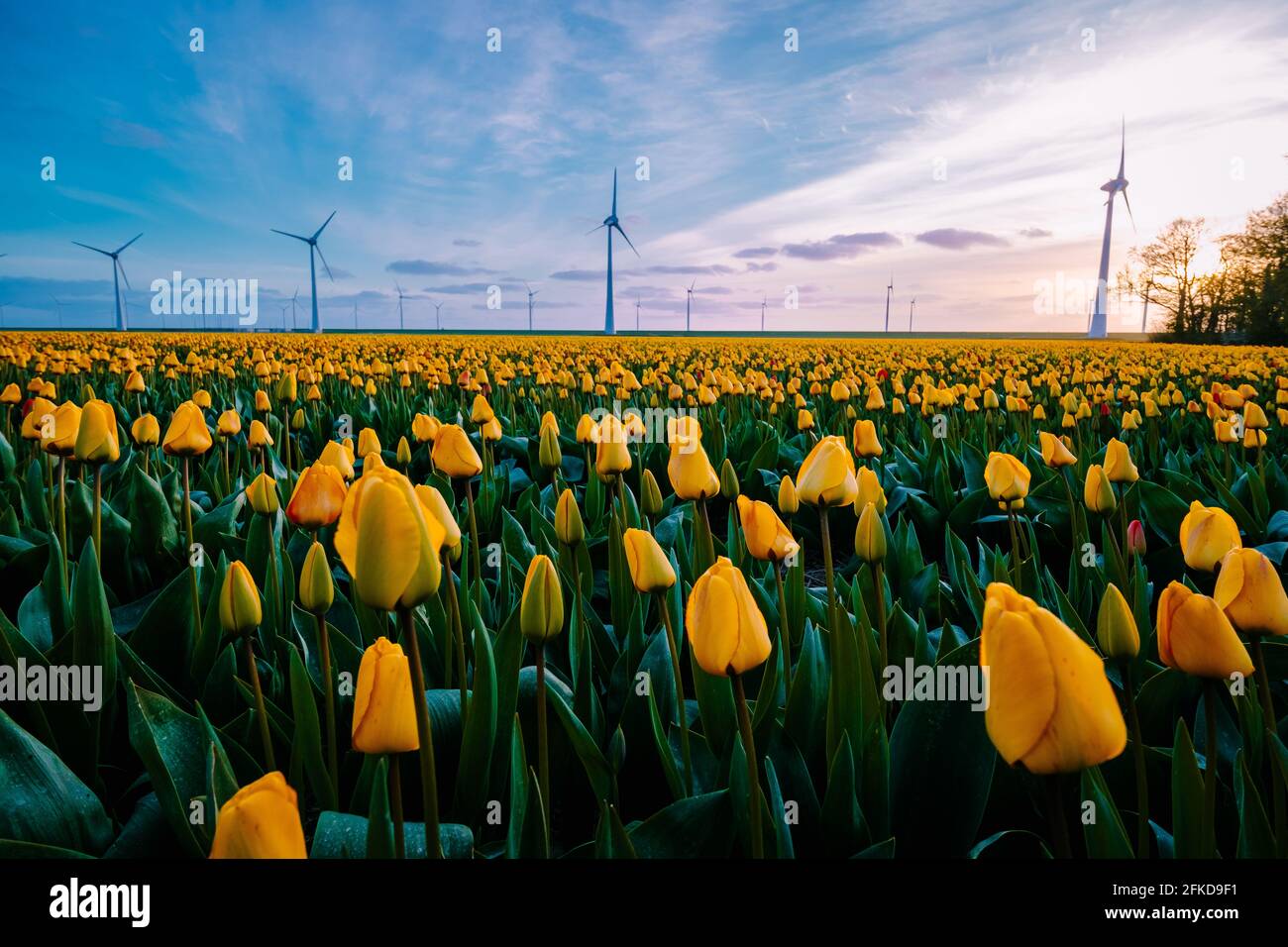 Aerial view of bulb-fields in springtime, colorful tulip fields in the ...