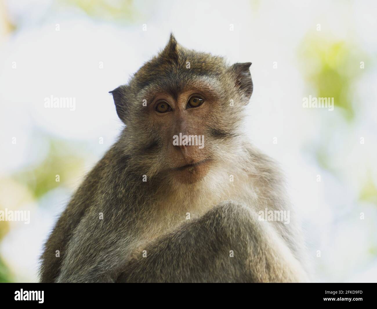 A monkey helped harvest and husking the coconut. Long-tailed monkeys or  long-tailed macaque in Pariaman, not just animals that live in the wild,  but these monkeys are also utilized by the local