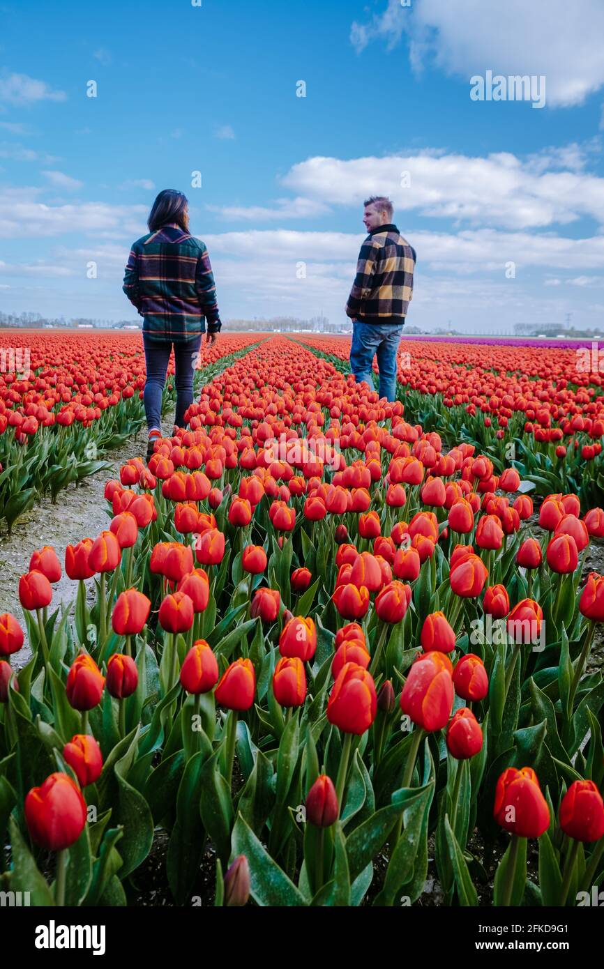 Aerial view of bulb-fields in springtime, colorful tulip fields in the ...