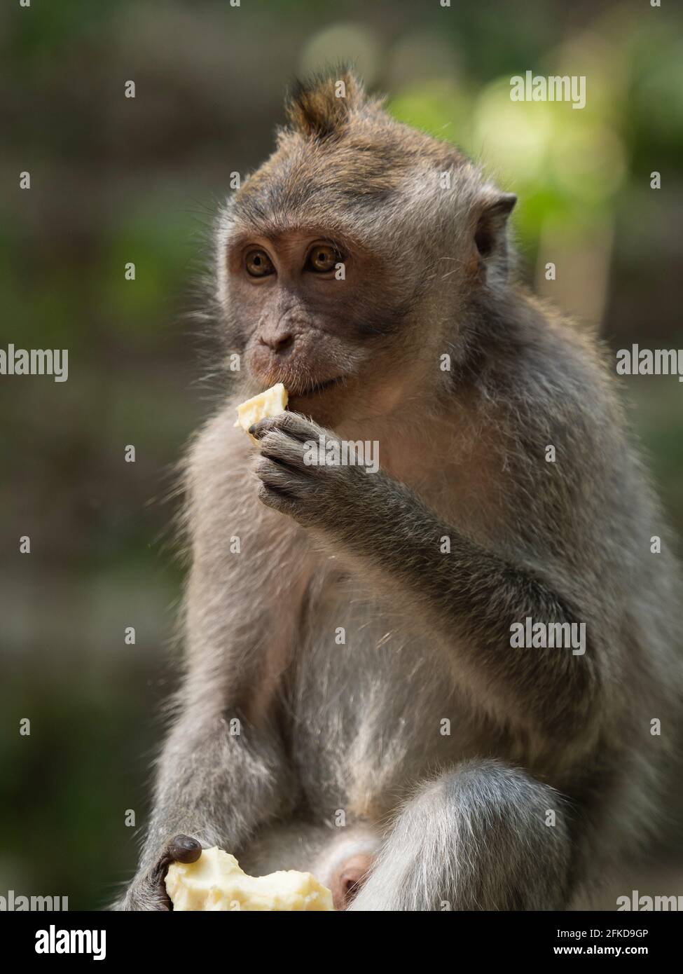 A monkey helped harvest and husking the coconut. Long-tailed monkeys or  long-tailed macaque in Pariaman, not just animals that live in the wild,  but these monkeys are also utilized by the local