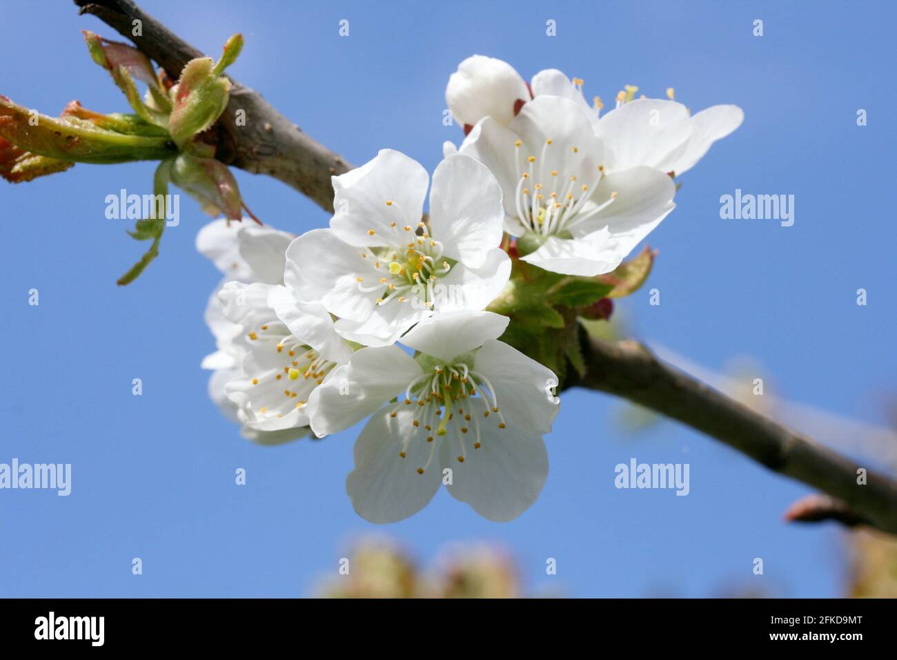 white flowers with blue sky in the background Stock Photo