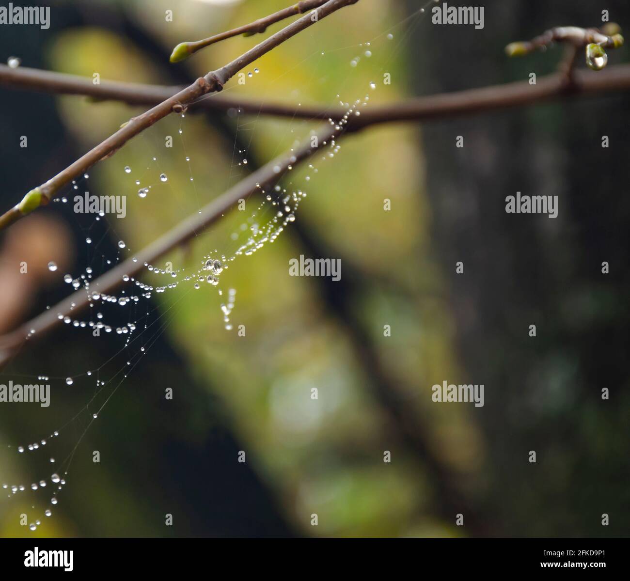 Spider web on spring branch, Spider web with raindrops, Selective focus. Drop, Water, Spider Web against Dark background, Close-up, Web, Tree. Stock Photo