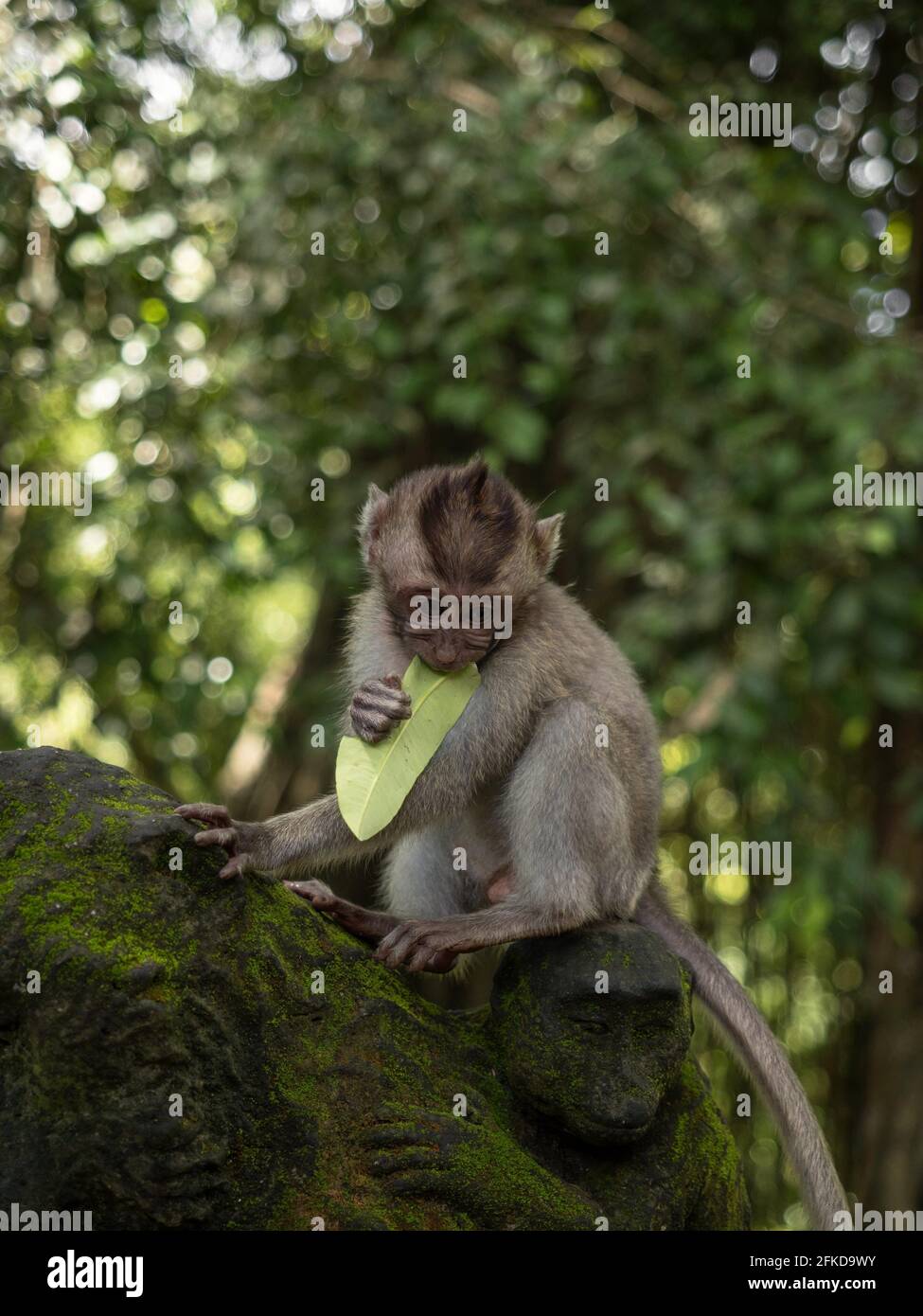 A monkey helped harvest and husking the coconut. Long-tailed monkeys or  long-tailed macaque in Pariaman, not just animals that live in the wild,  but these monkeys are also utilized by the local