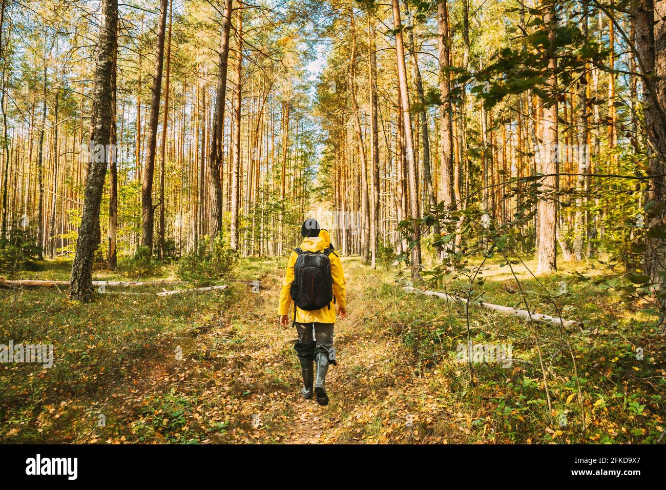 Young Woman Tourist Lady Dressed In Yellow Jacket Of Autumn Forest. Hiker Walking In Fall Mixed Forest In Sunny Day. Active Lifestyle With Backpack Stock Photo