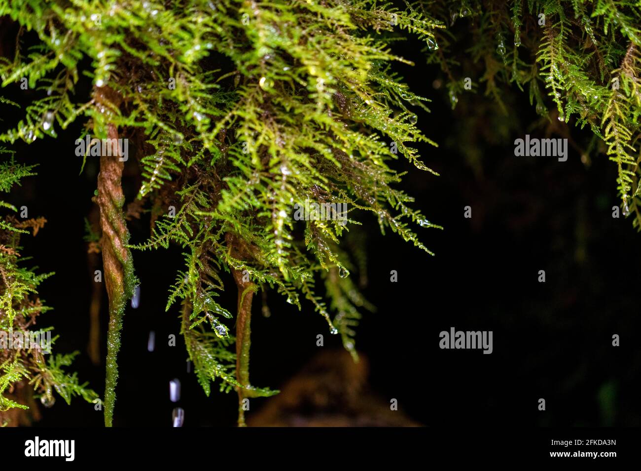 Close-up water flowing through the leaves of arborvitae. Selective focus. Stock Photo