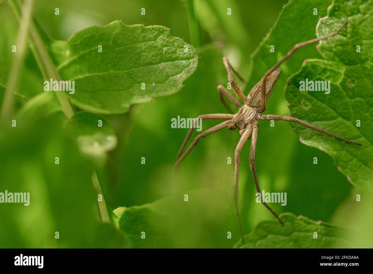 Spider insect macro view while hunting on wild ecosystem,animal wildlife  Stock Photo