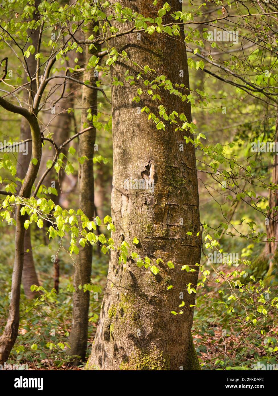 Harpsden henley on thames hires stock photography and images Alamy