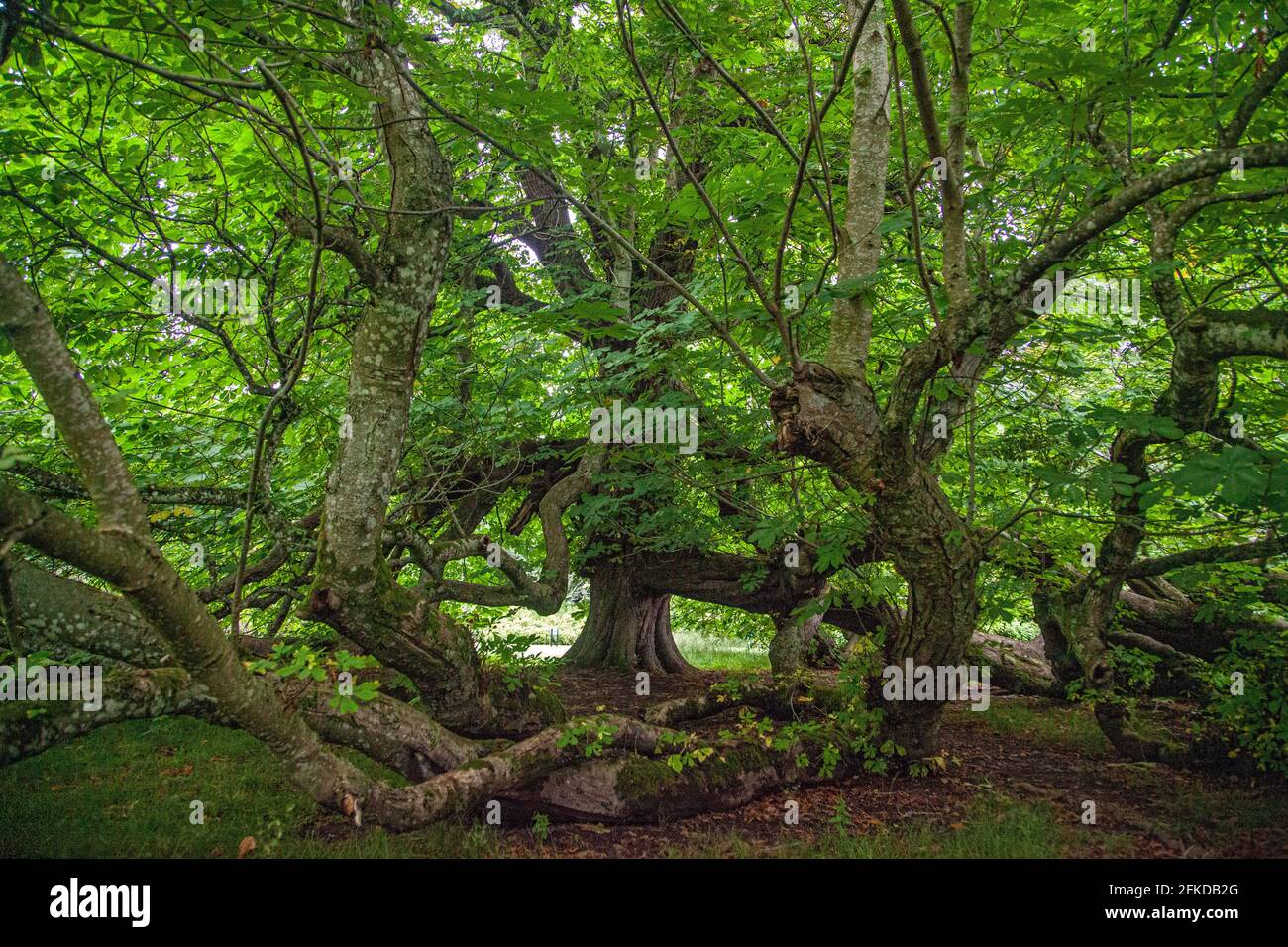 A tree in a wooded area Stock Photo Alamy
