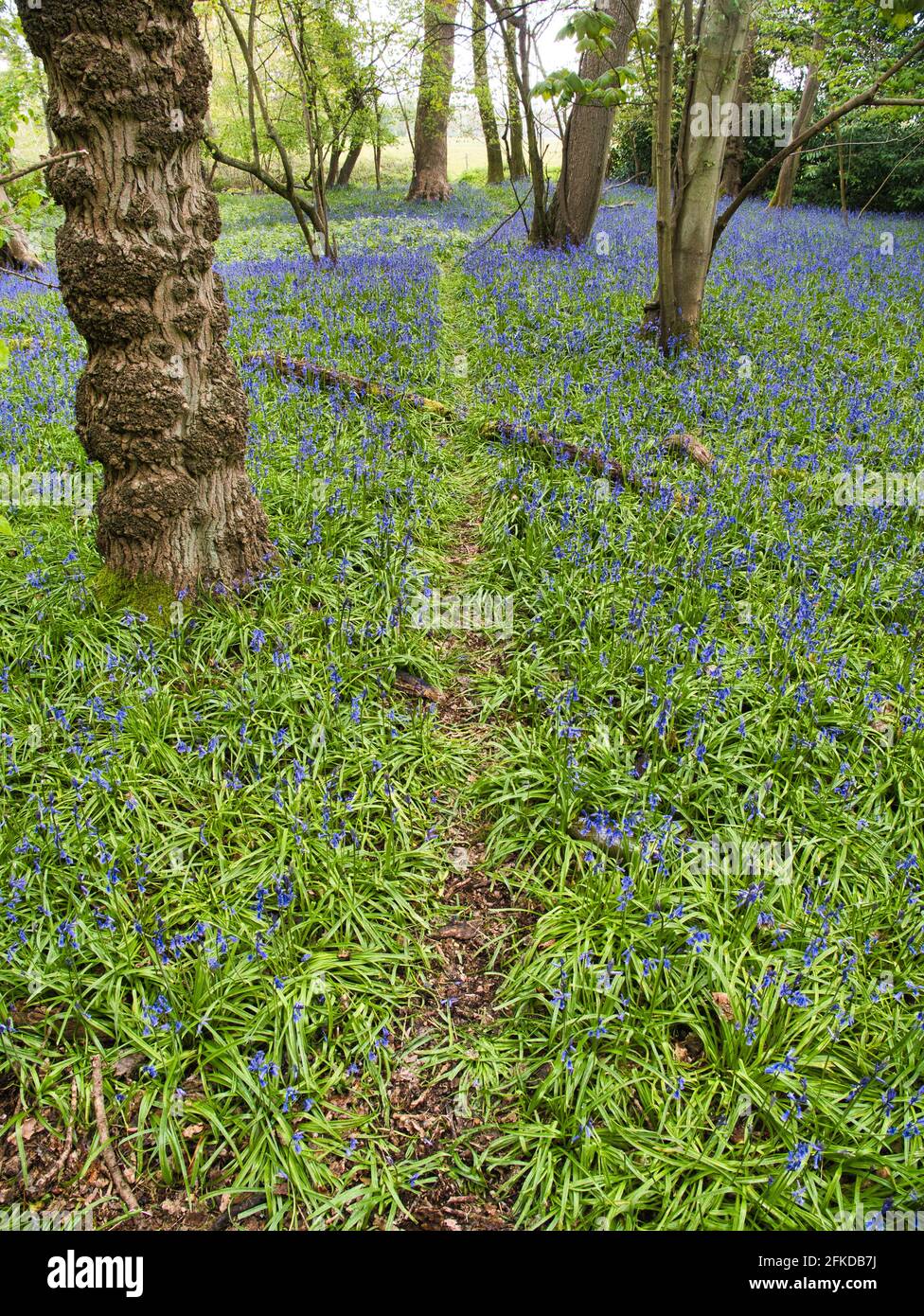 Hyacinthoides nonscripta, Bluebell Woods, Harpsden Wood, Henleyon