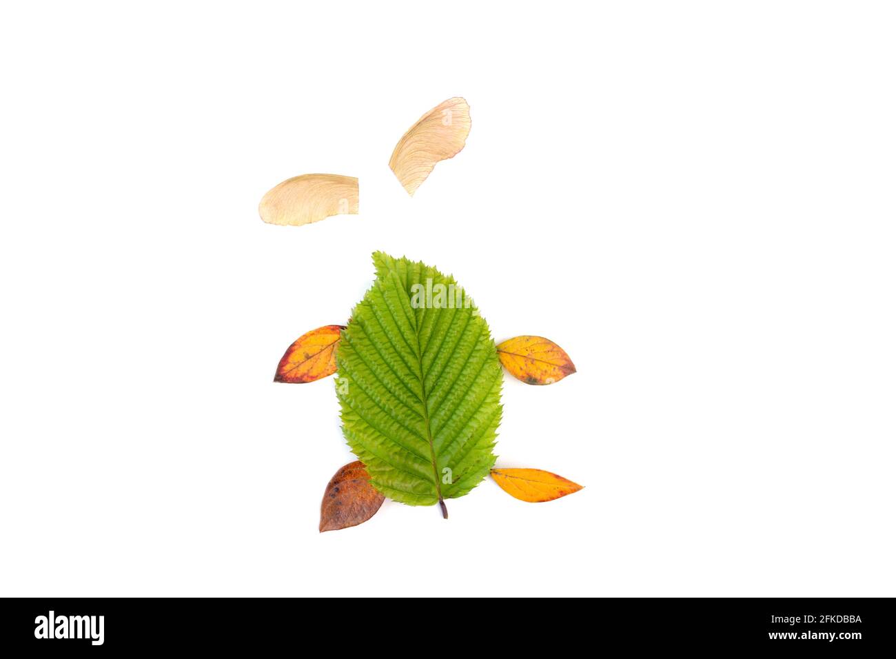 DIY leaf craft, various colorful dead leaves Stock Photo Alamy