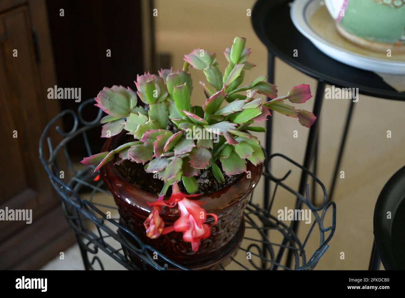 House Christmas cactus Stock Photo