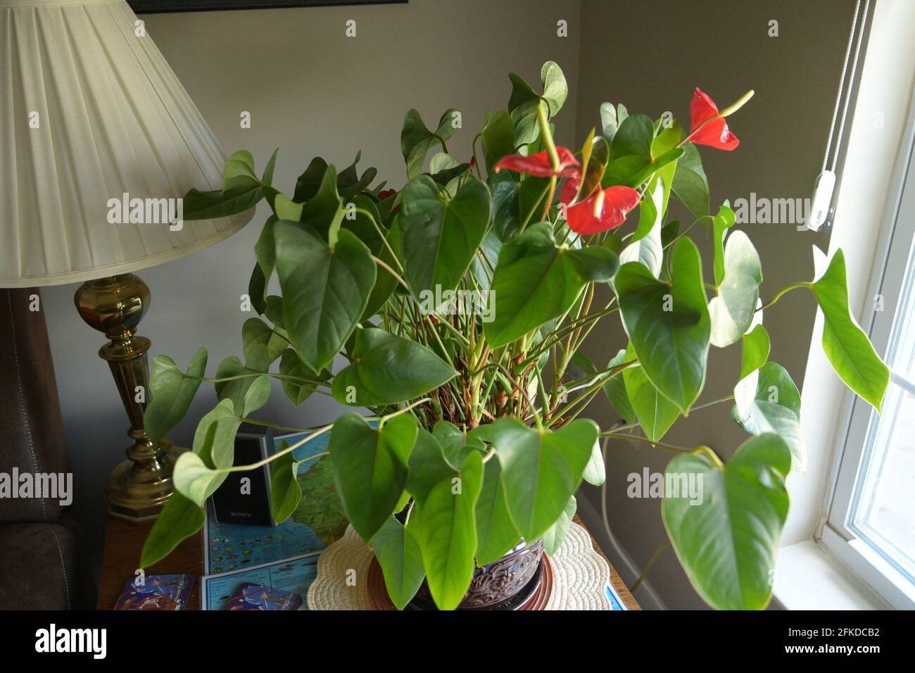 Amerikansk husplante hi-res stock photography and images - Alamy