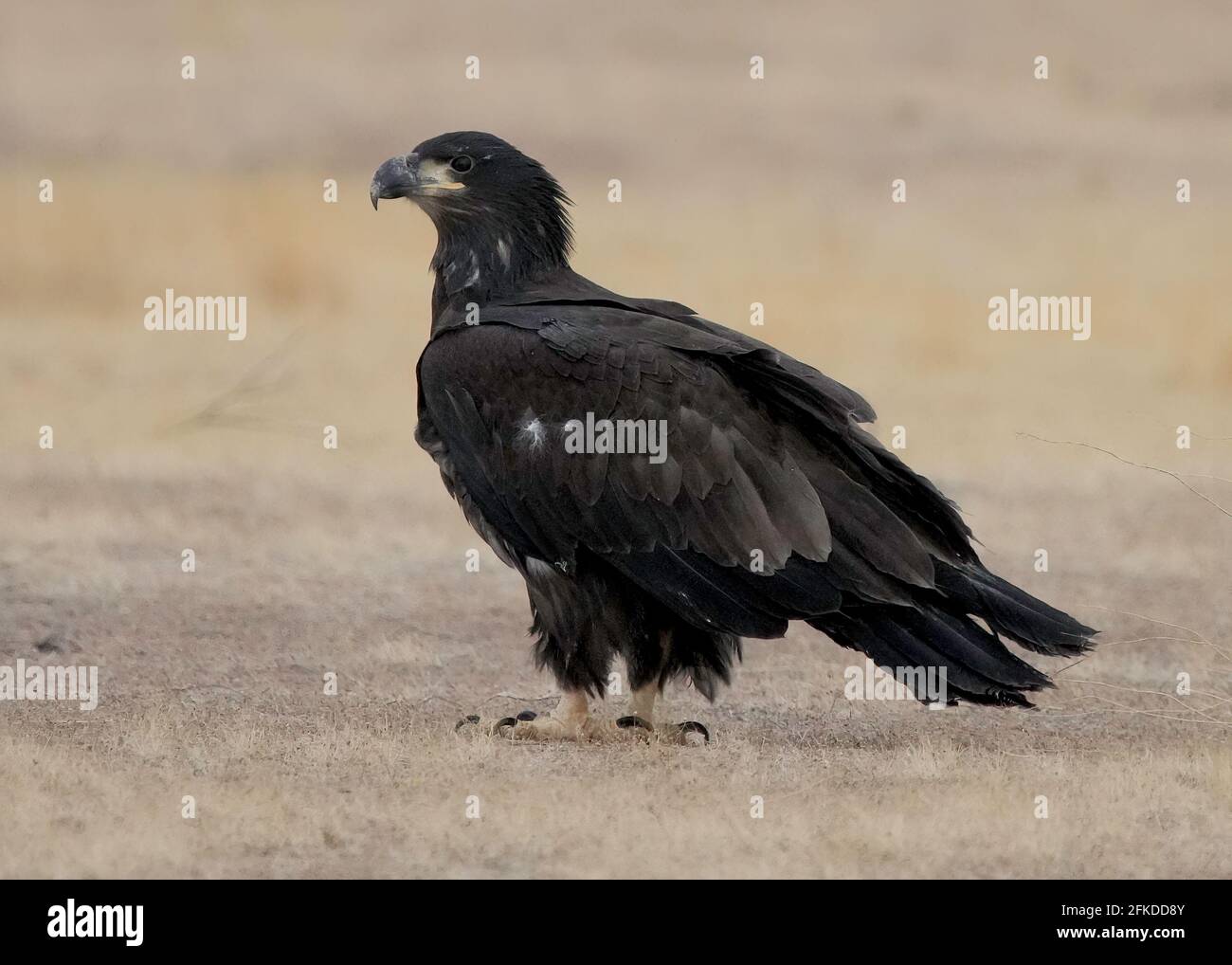An Immature Bald Eagle is seen in Phoenix, Arizona Stock Photo - Alamy