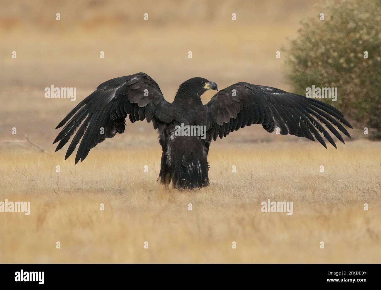 An Immature Bald Eagle is seen in Phoenix, Arizona Stock Photo - Alamy