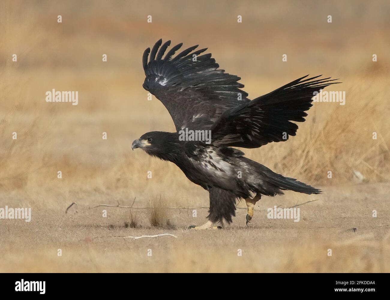 An Immature Bald Eagle is seen in Phoenix, Arizona Stock Photo - Alamy