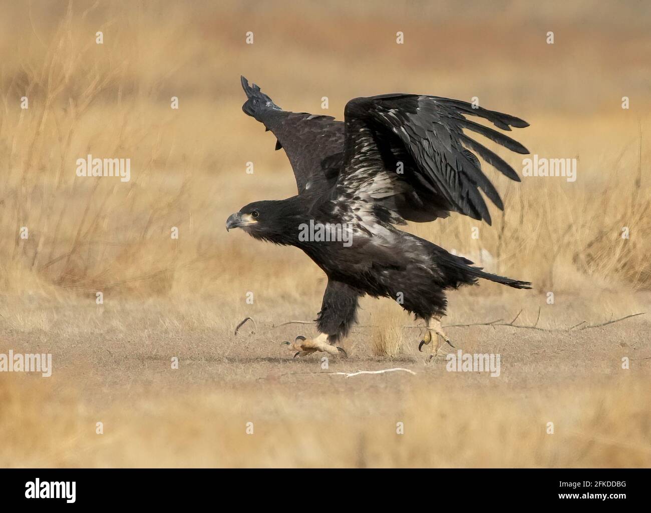 An Immature Bald Eagle is seen in Phoenix, Arizona Stock Photo - Alamy