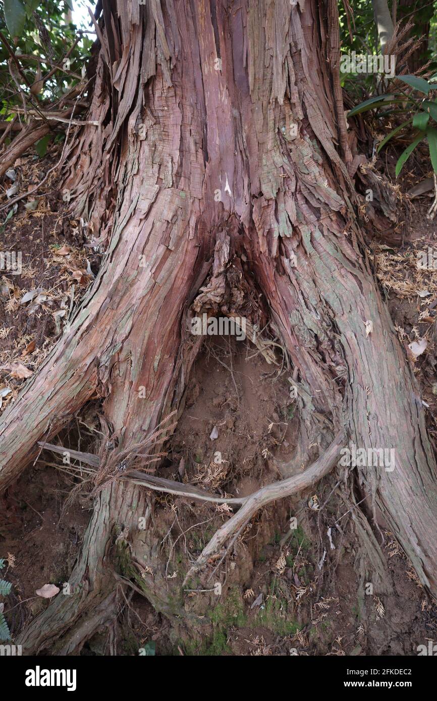 Redwood Tree Roots High Resolution Stock Photography And Images Alamy