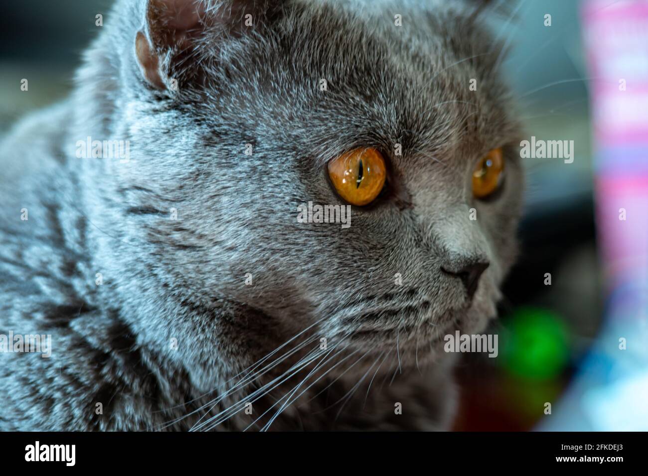 Portrait british cat with a sad look. Gray fluffy thoroughbred cat Stock Photo