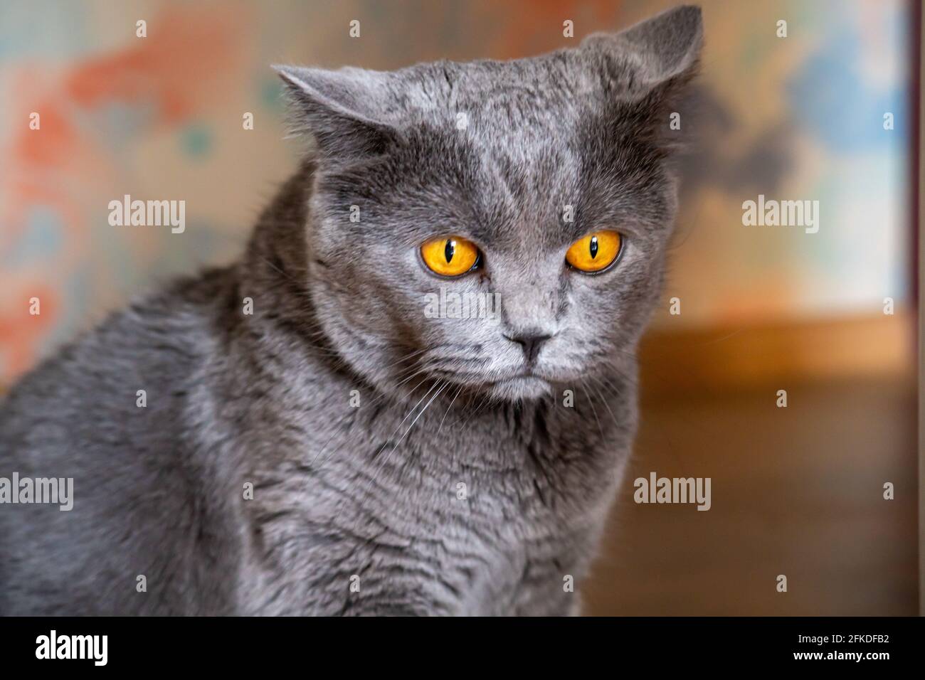 British cat with a sad look. Gray fluffy thoroughbred cat Stock Photo