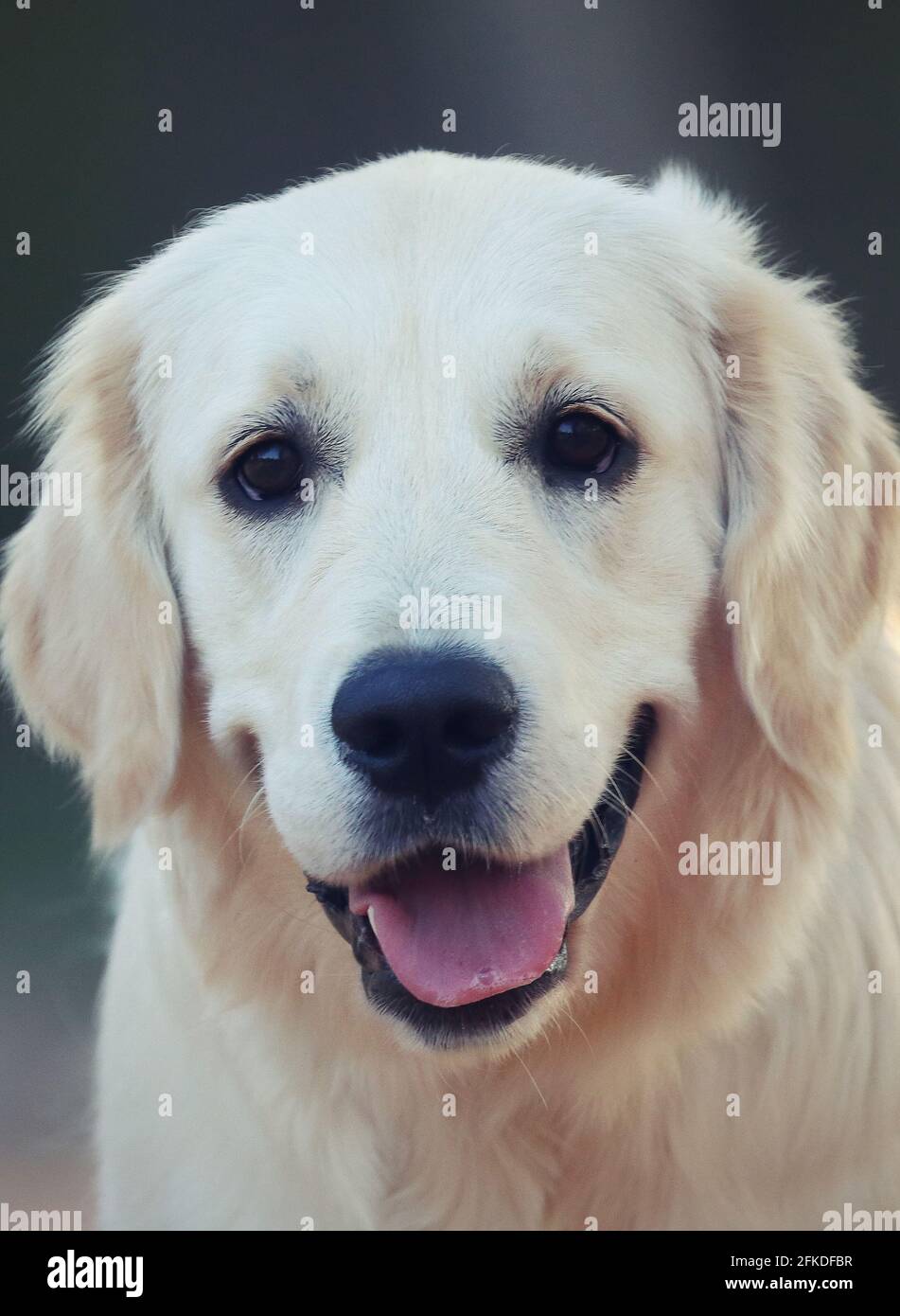 dog portrait, golden retriever Stock Photo - Alamy