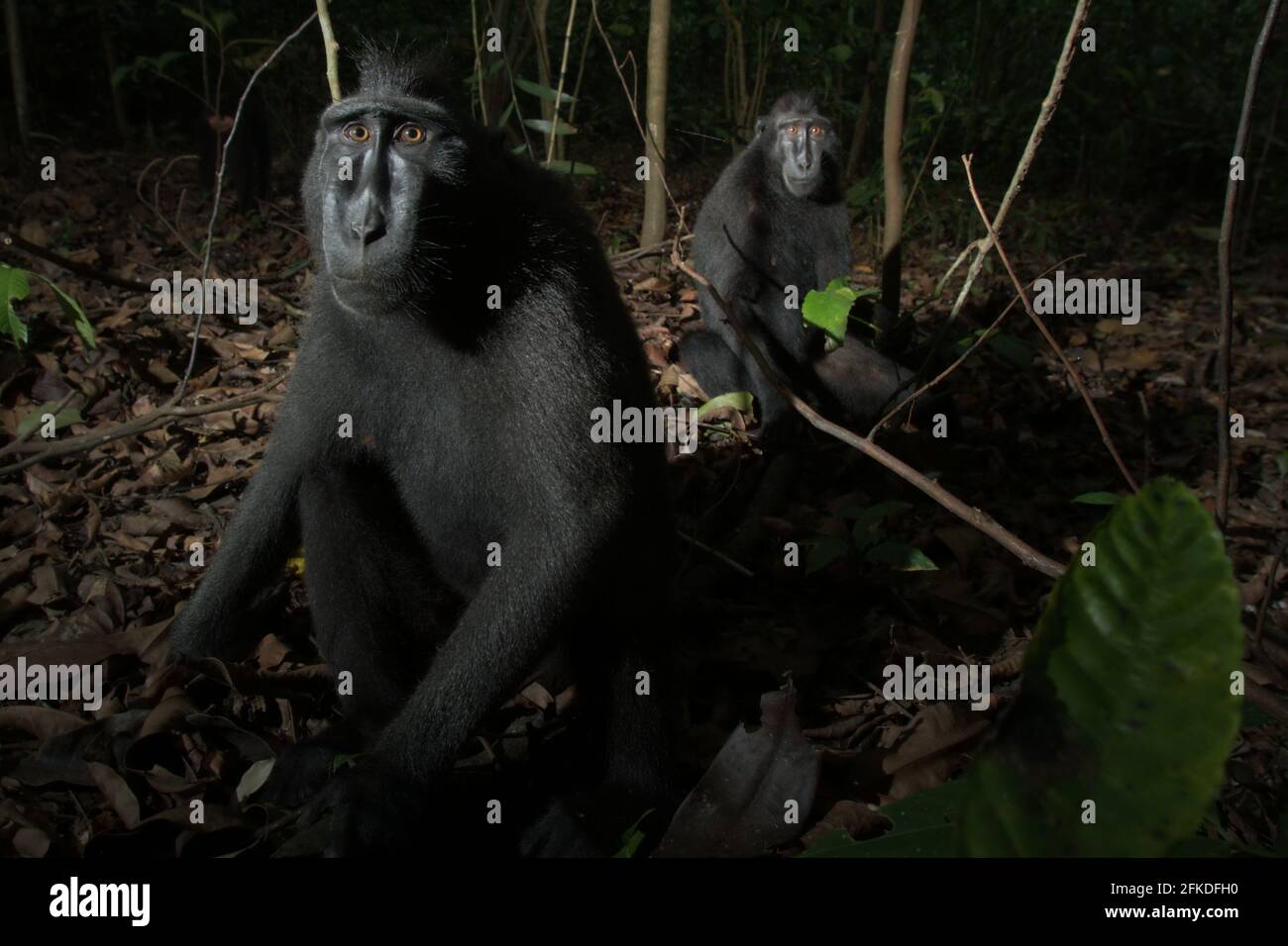 Crested macaques (Macaca nigra) are looking curiously on flashlight as they are sitting down on forest ground in Tangkoko, North Sulawesi, Indonesia. Stock Photo