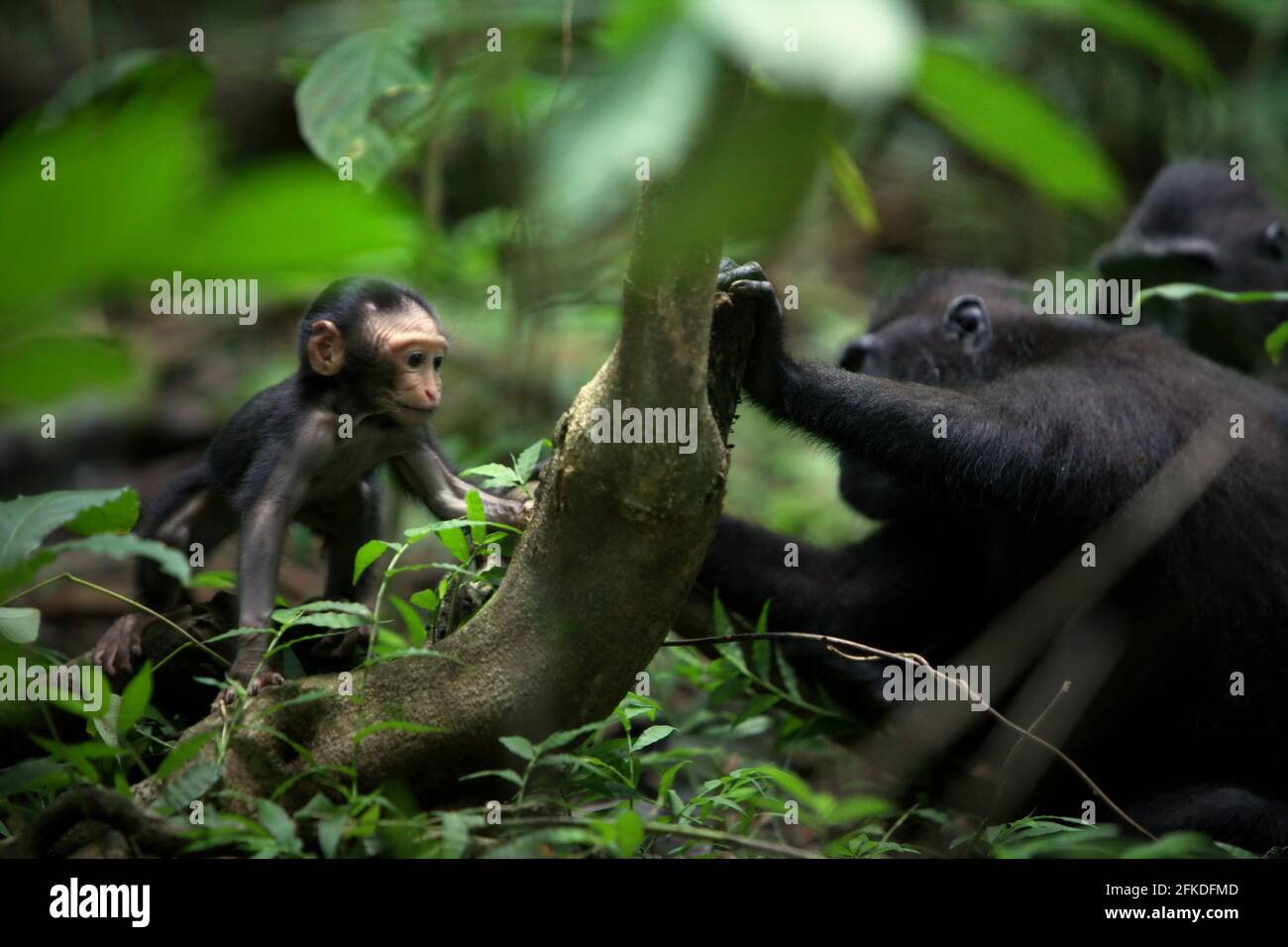 A baby of Sulawesi crested black macaque (Macaca nigra) is playing with adult female individuals during weaning period in Tangkoko, Indonesia. Stock Photo