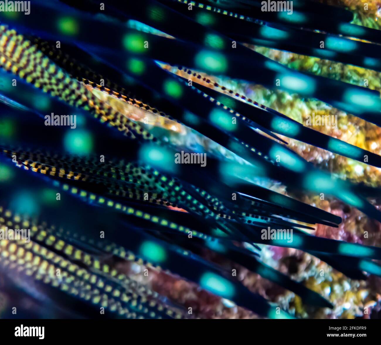 Lines spikes dots in bright neon colors in close up abstract look at a sea urchin underwater. Stock Photo