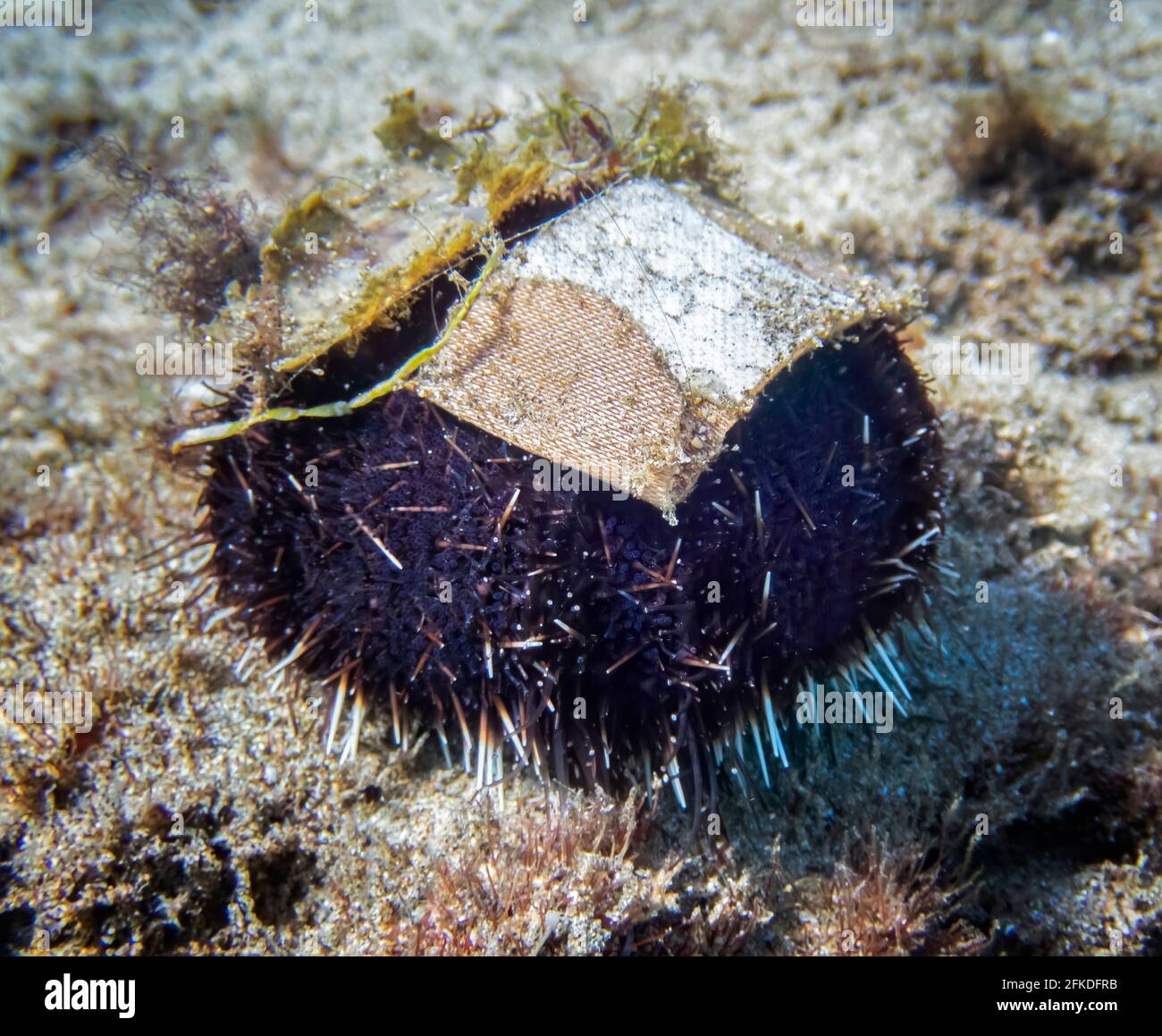 Collector sea urchin underwater has added a used bandage to the collection on its shell underwater in Hawaii. Stock Photo