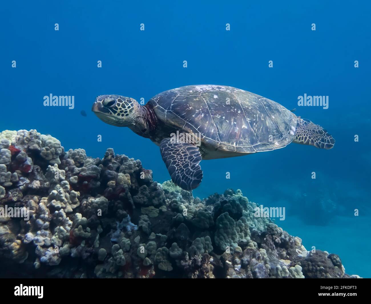 Hawaiian green sea turtle glides over coral reef in clear blue water undersea in Hawaii. Stock Photo