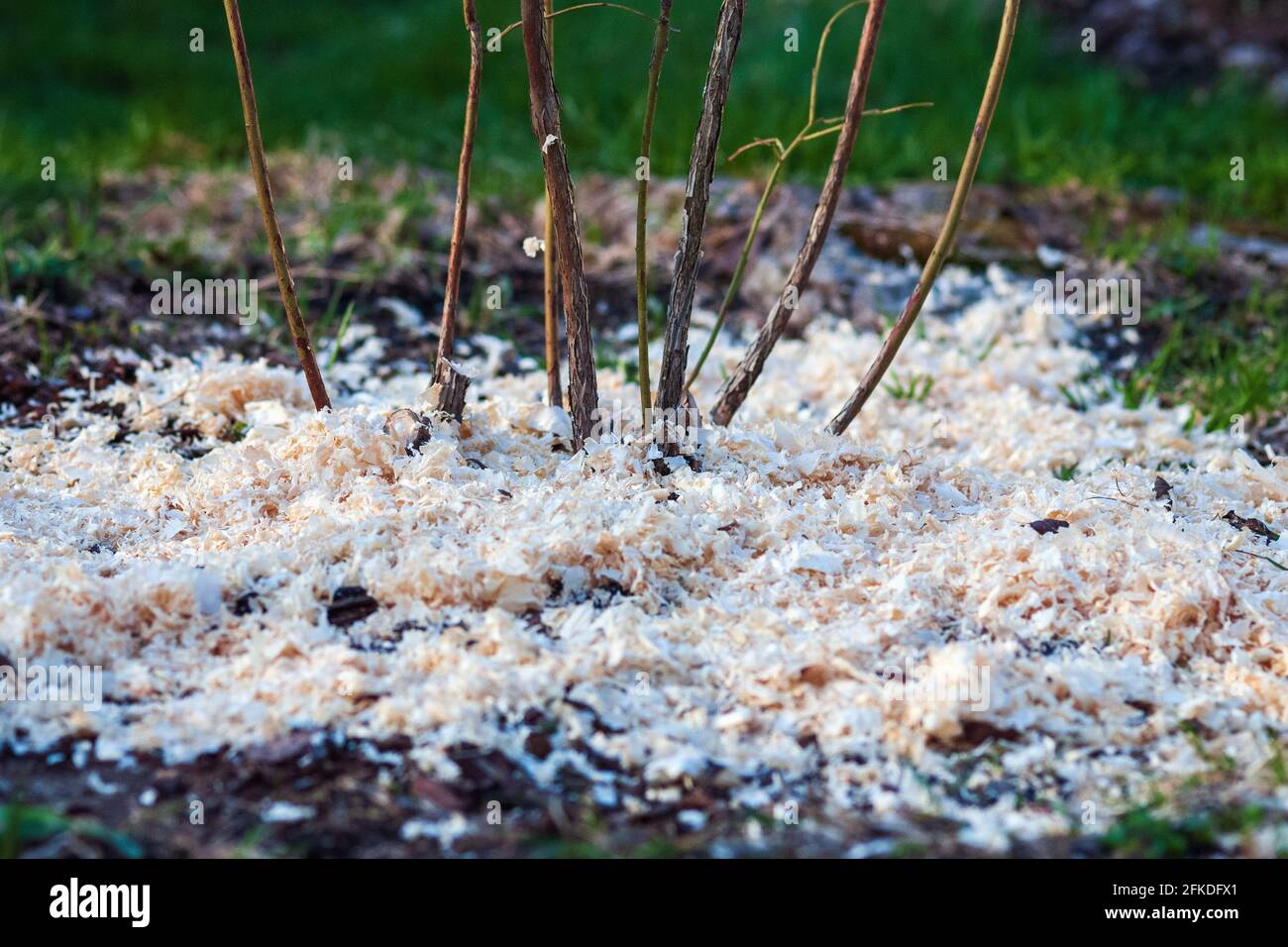 Sawdust mulching around the blueberry bush, pinewood chips, and fresh