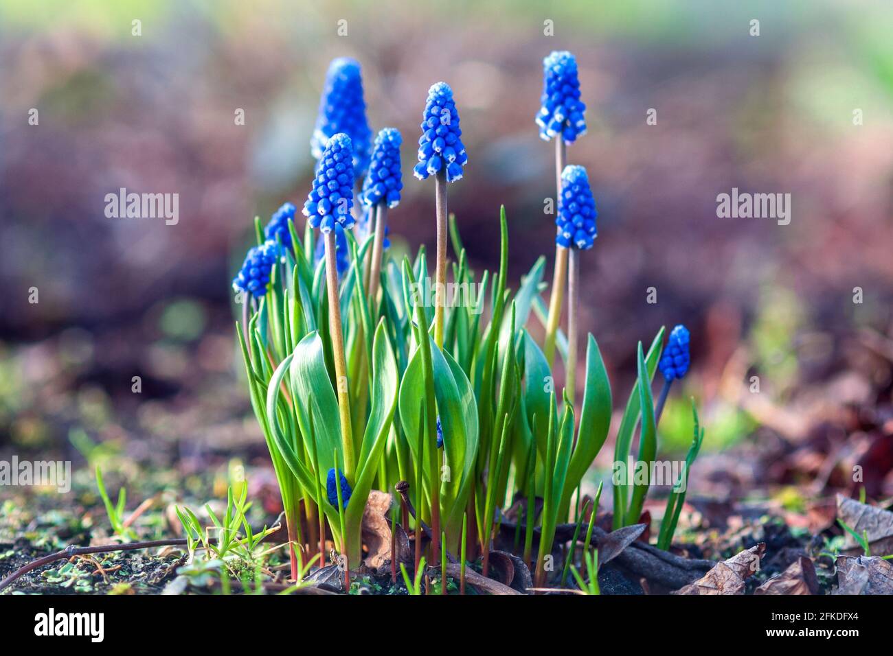 Grape hyacinth flowering - Muscari botryoides plant blooming with blue flowers in spring garden Stock Photo