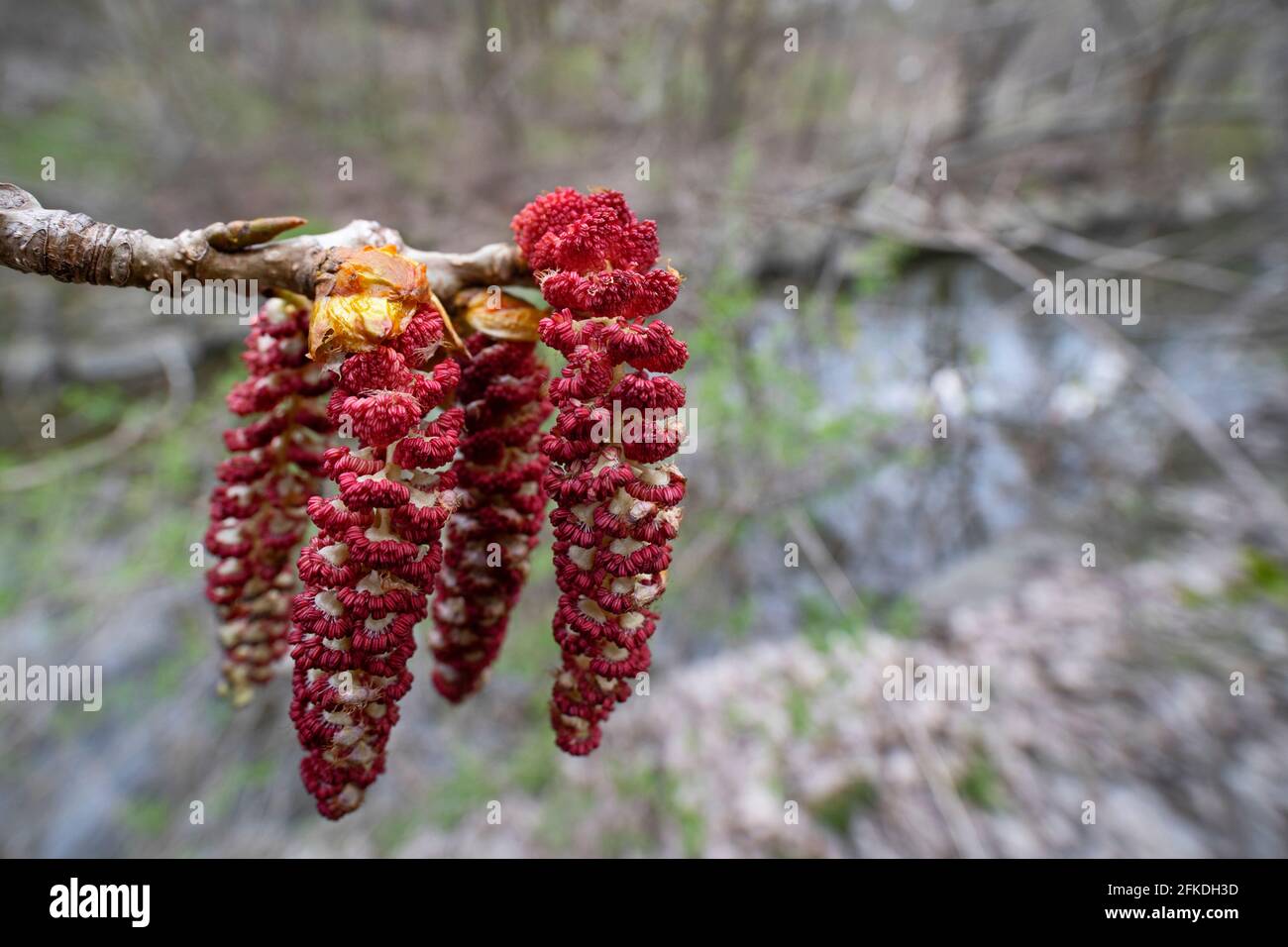 Balsam Poplar Flowers, (Populus Balsamifera), Black Poplar, Cottonwood Flower Stock Photo