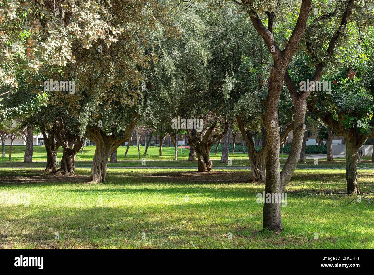 Carob trees hires stock photography and images Alamy