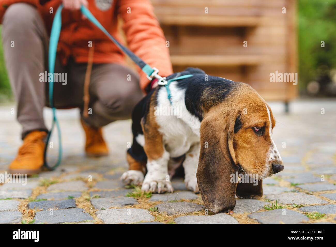 Basset Hound - Sidewalk Dog