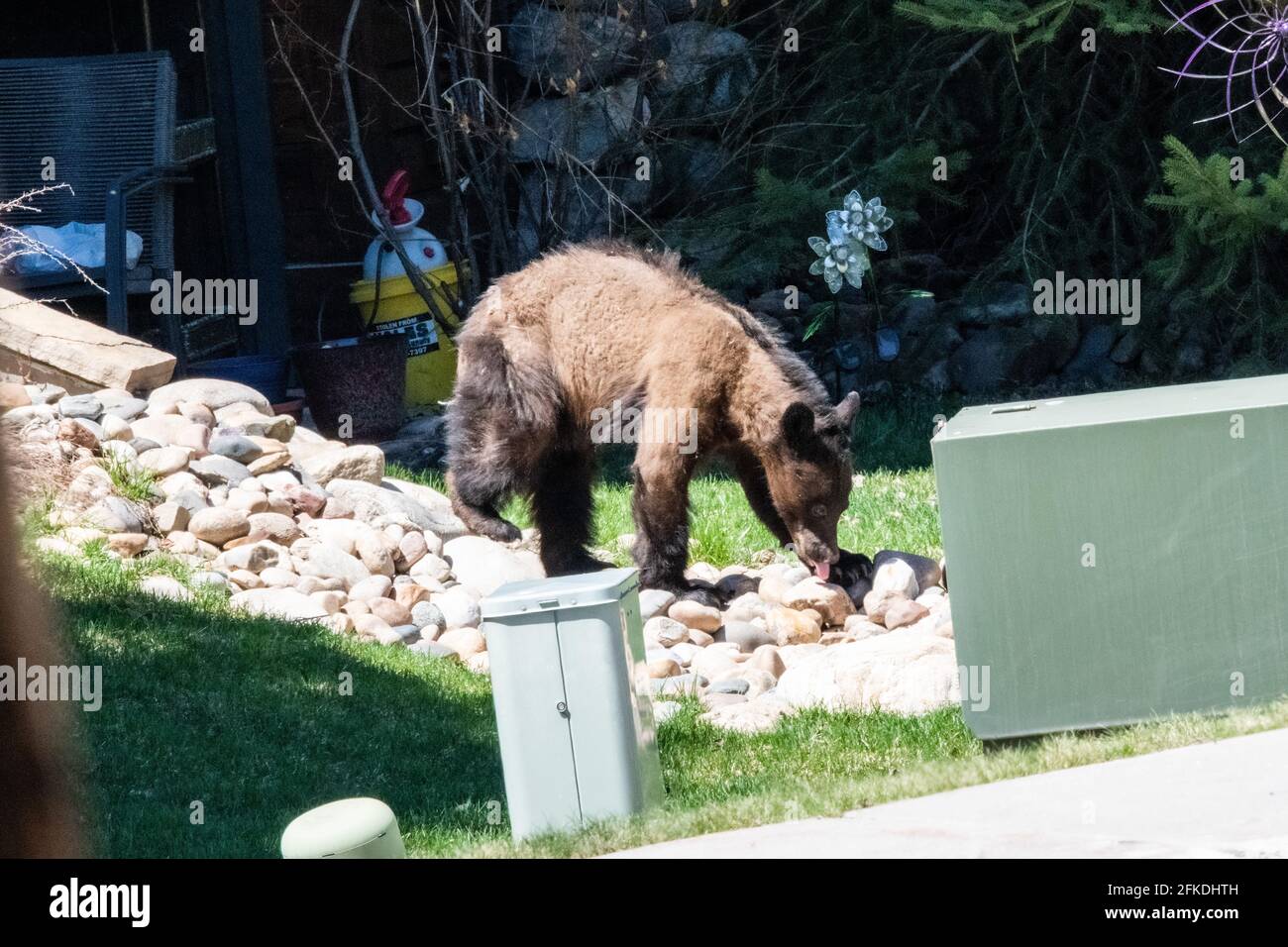 North american taiga hi-res stock photography and images - Alamy