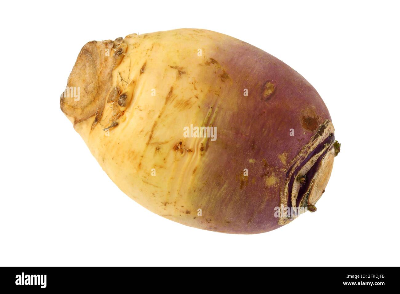 Closeup photo of Turnip (Brassica rapa) on a white background Stock Photo