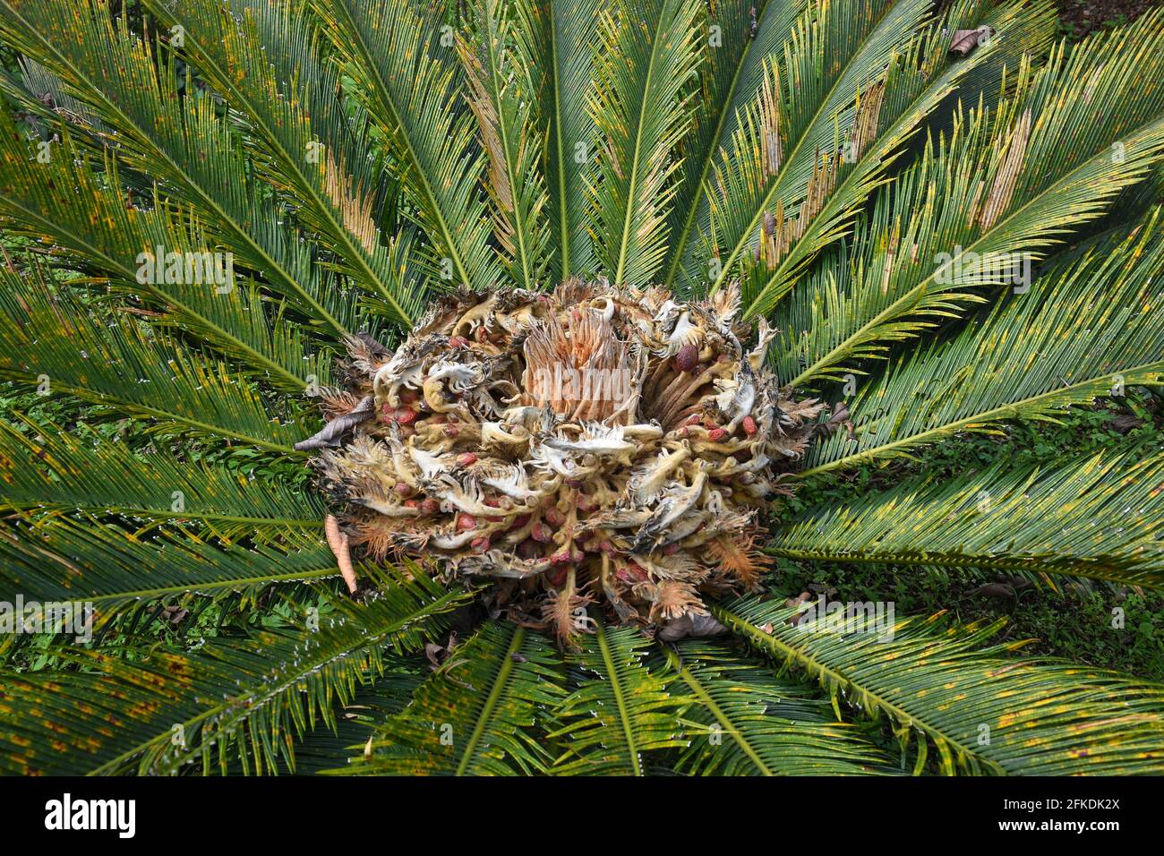 Cycas revoluta is a variety of sago palm , is an evergreen tree . Stock Photo