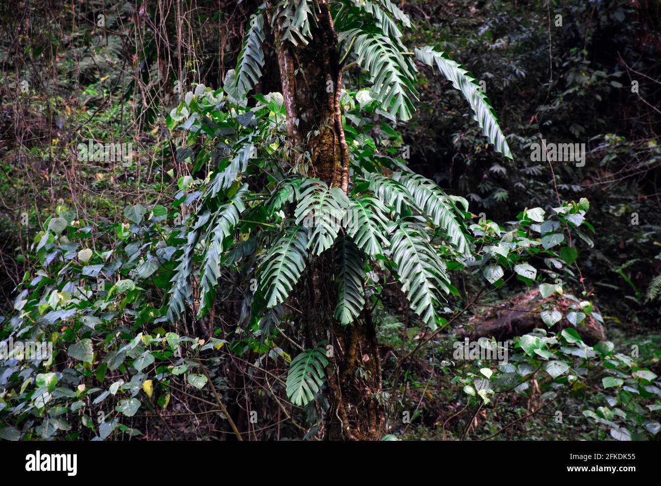 Monstera, commonly known as Swiss Cheese Plant. A parasitic plant
