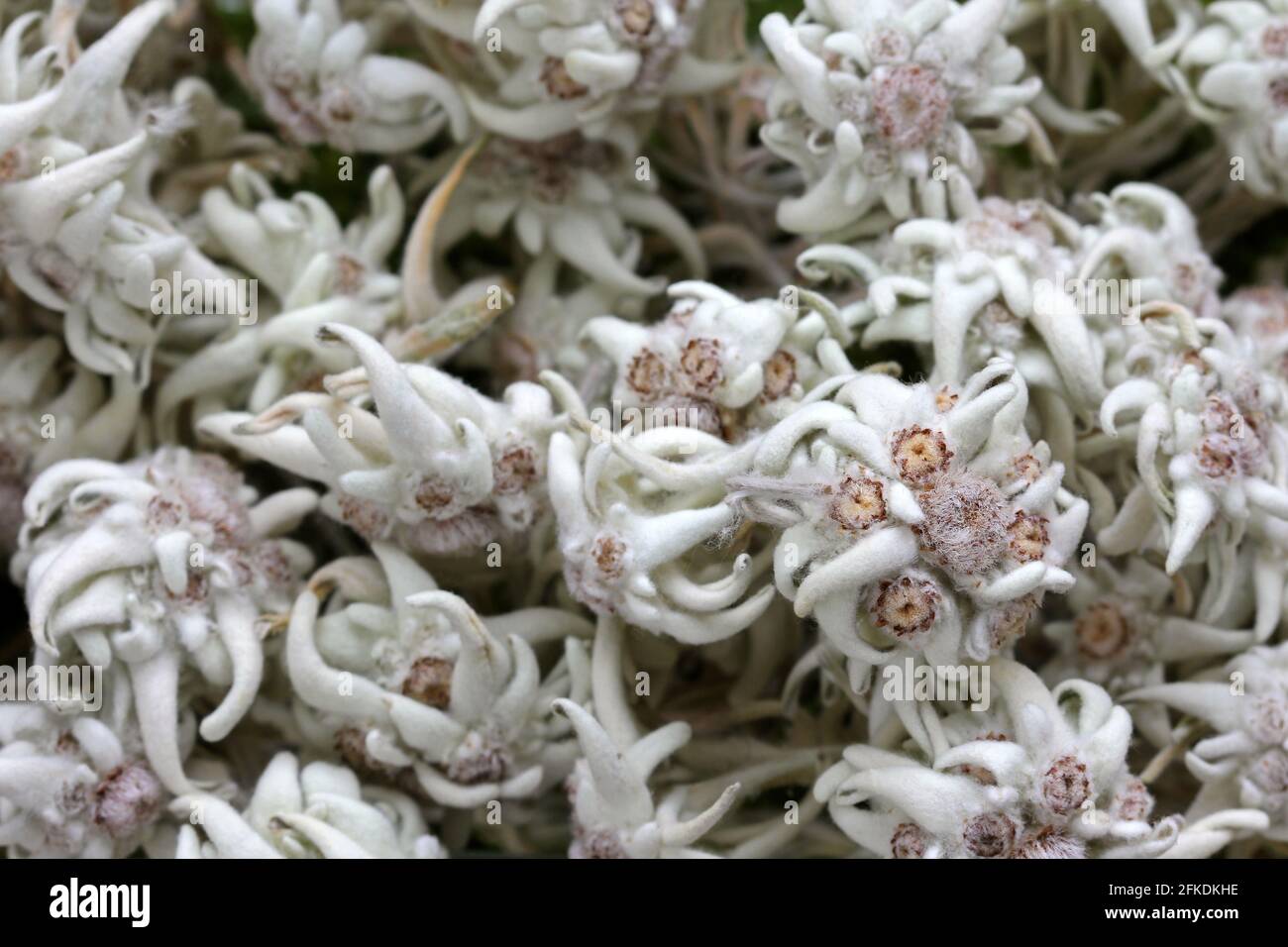 Dried mountain flower - Edelweiss (Leontopodium alpinum) in Austria Stock Photo