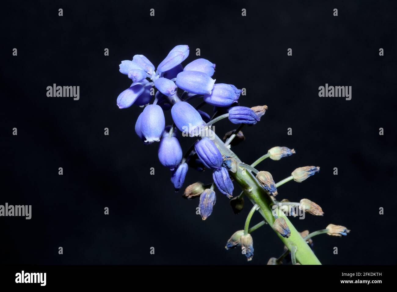 Blue small flower close up Muscari neglectum family asparagaceae modern background high quality big size botanical prints Stock Photo