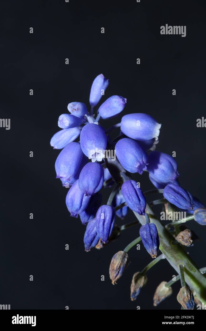 Blue small flower close up Muscari neglectum family asparagaceae modern background high quality big size botanical prints Stock Photo