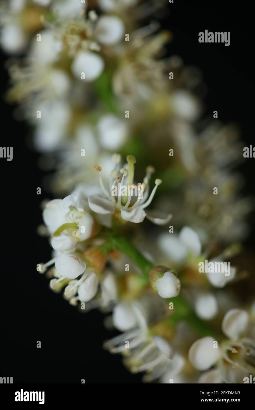 White small flower blossom close up Prunus lusitanica family rosaceae ...
