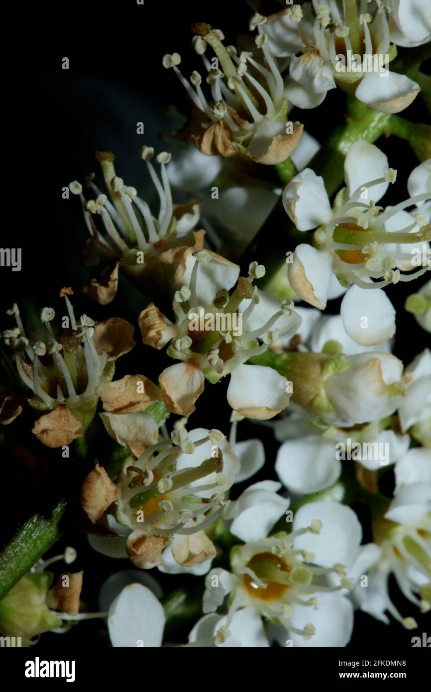White small flower blossom close up Prunus lusitanica family rosaceae modern in black background