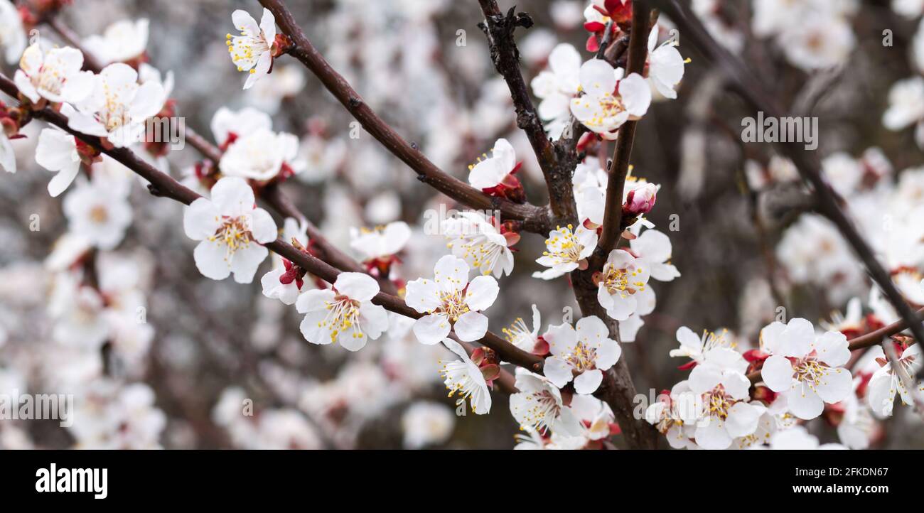 Branch with beautiful fresh spring apricot flowers on tree close-up Stock Photo