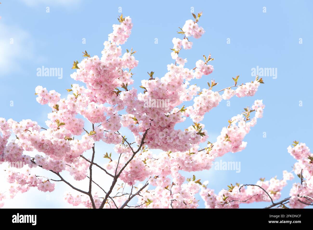 Bllooming Japanese cherry tree against a blue sky. Stock Photo