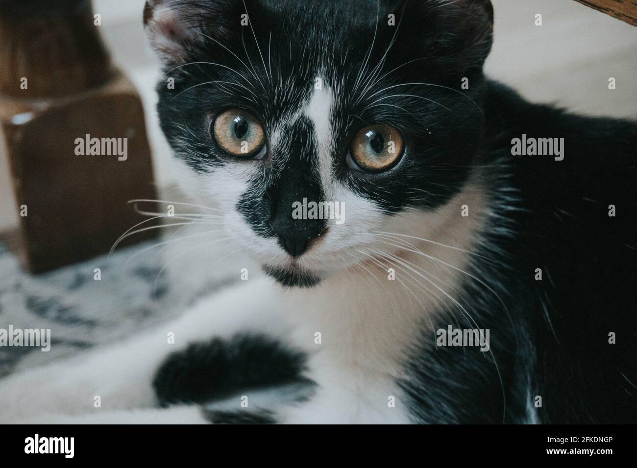 Closeup of a looking white and black cat lying on the floor Stock Photo ...