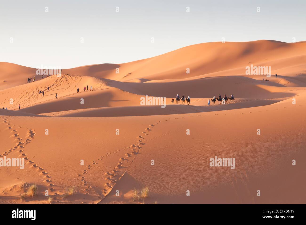 Erg Chebbi dunes at Sahara desert, Morocco, sunlit at sunrise Stock Photo