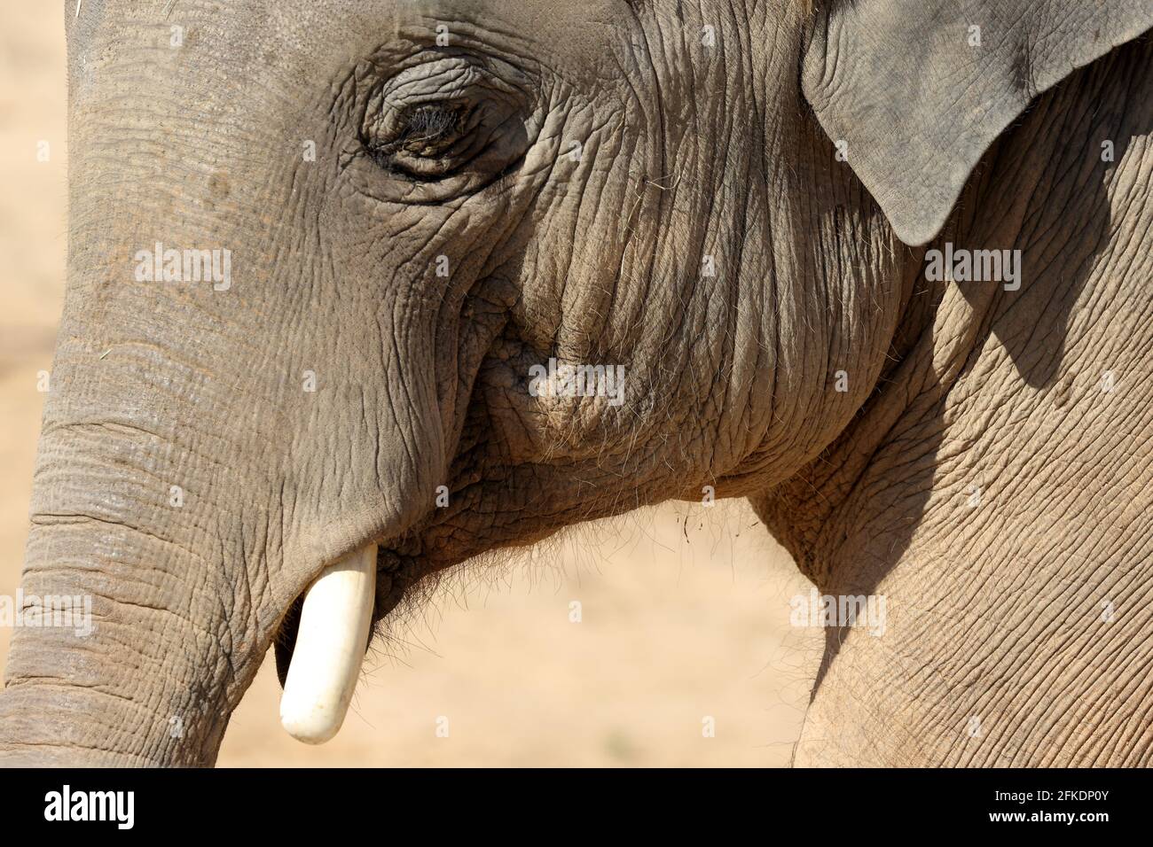 Asian Elephant in an Australian Zoo Stock Photo Alamy