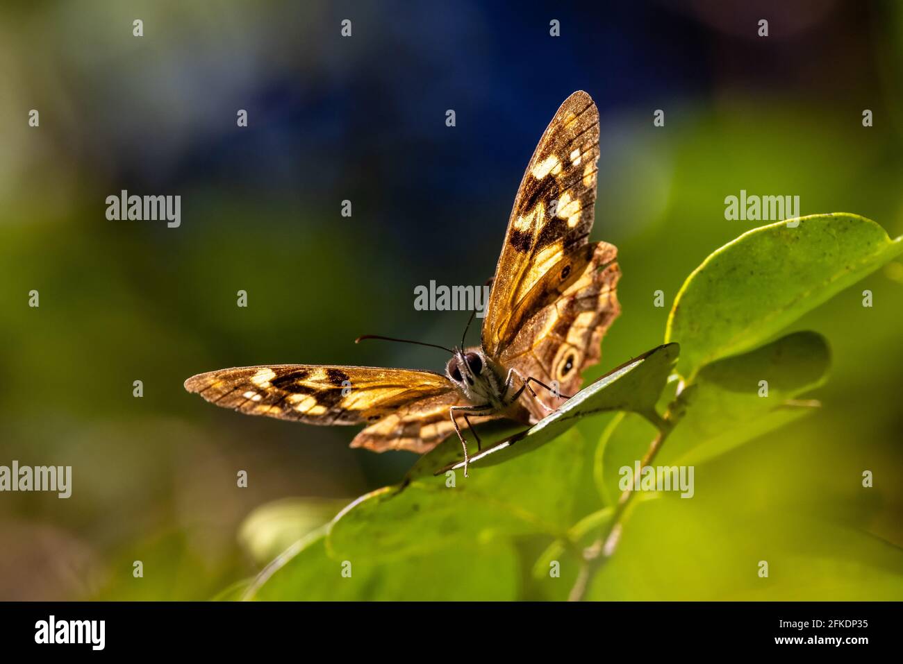 Small brown butterfly resting on green leaf Stock Photo